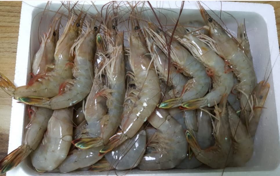 싱싱한 생새우를 페트병과 설탕으로 오랜기간 보관하는 방법